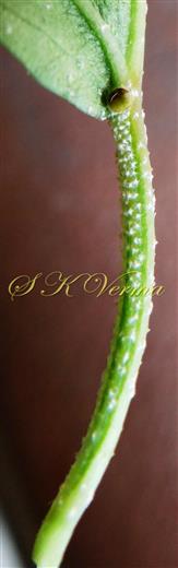  Leaf blade at base with 2 glands (Abaxial view)